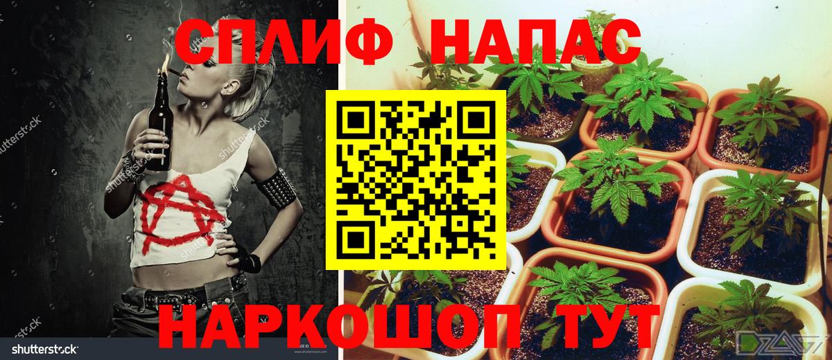 Бошки Шишки сатива  Конопля ГИДРОПОН  Вход с VPN  Марихуана конопля  Конопля сатива  Пугачёв 